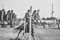 Binbrook Fair - Ram Rodeo Tour - Rodeo Photographer - Equine Photographer - Petes Photography or Petes Western - September 14 2024