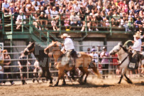 Binbrook Fair - Ram Rodeo Tour - Rodeo Photographer - Equine Photographer - Petes Photography or Petes Western - September 14 2024