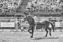 Binbrook Fair - Ram Rodeo Tour - Rodeo Photographer - Equine Photographer - Petes Photography or Petes Western - September 14 2024