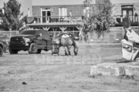 Binbrook Fair - Ram Rodeo Tour - Rodeo Photographer - Equine Photographer - Petes Photography or Petes Western - September 14 2024