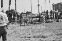 Binbrook Fair - Ram Rodeo Tour - Rodeo Photographer - Equine Photographer - Petes Photography or Petes Western - September 14 2024