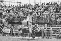 Binbrook Fair - Ram Rodeo Tour - Rodeo Photographer - Equine Photographer - Petes Photography or Petes Western - September 14 2024