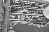 Binbrook Fair - Ram Rodeo Tour - Rodeo Photographer - Equine Photographer - Petes Photography or Petes Western - September 14 2024