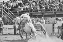 Binbrook Fair - Ram Rodeo Tour - Rodeo Photographer - Equine Photographer - Petes Photography or Petes Western - September 14 2024