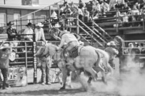 Binbrook Fair - Ram Rodeo Tour - Rodeo Photographer - Equine Photographer - Petes Photography or Petes Western - September 14 2024