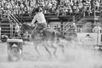 Binbrook Fair - Ram Rodeo Tour - Rodeo Photographer - Equine Photographer - Petes Photography or Petes Western - September 14 2024