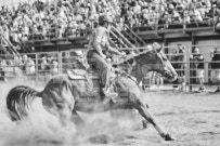 Binbrook Fair - Ram Rodeo Tour - Rodeo Photographer - Equine Photographer - Petes Photography or Petes Western - September 14 2024