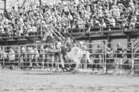 Binbrook Fair - Ram Rodeo Tour - Rodeo Photographer - Equine Photographer - Petes Photography or Petes Western - September 14 2024