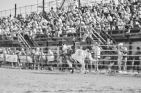 Binbrook Fair - Ram Rodeo Tour - Rodeo Photographer - Equine Photographer - Petes Photography or Petes Western - September 14 2024