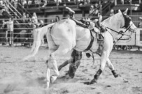 Binbrook Fair - Ram Rodeo Tour - Rodeo Photographer - Equine Photographer - Petes Photography or Petes Western - September 14 2024