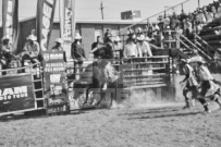 Binbrook Fair - Ram Rodeo Tour - Rodeo Photographer - Equine Photographer - Petes Photography or Petes Western - September 14 2024