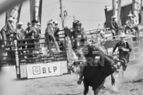 Binbrook Fair - Ram Rodeo Tour - Rodeo Photographer - Equine Photographer - Petes Photography or Petes Western - September 14 2024