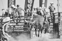 Binbrook Fair - Ram Rodeo Tour - Rodeo Photographer - Equine Photographer - Petes Photography or Petes Western - September 14 2024