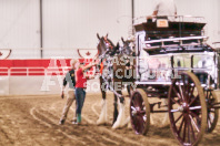 Petes Equine Photography of the draft horse hitch and mini horse competitions at the 2024 Ancaster Fair.