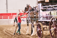 Petes Equine Photography of the draft horse hitch and mini horse competitions at the 2024 Ancaster Fair.