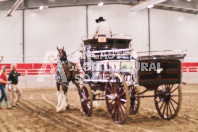 Petes Equine Photography of the draft horse hitch and mini horse competitions at the 2024 Ancaster Fair.