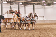 Petes Equine Photography of the draft horse hitch and mini horse competitions at the 2024 Ancaster Fair.