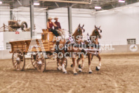 Petes Equine Photography of the draft horse hitch and mini horse competitions at the 2024 Ancaster Fair.