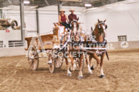 Petes Equine Photography of the draft horse hitch and mini horse competitions at the 2024 Ancaster Fair.