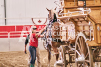 Petes Equine Photography of the draft horse hitch and mini horse competitions at the 2024 Ancaster Fair.