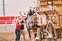 Petes Equine Photography of the draft horse hitch and mini horse competitions at the 2024 Ancaster Fair.