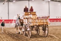 Petes Equine Photography of the draft horse hitch and mini horse competitions at the 2024 Ancaster Fair.