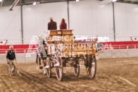 Petes Equine Photography of the draft horse hitch and mini horse competitions at the 2024 Ancaster Fair.