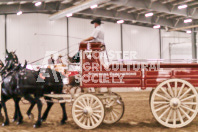 Petes Equine Photography of the draft horse hitch and mini horse competitions at the 2024 Ancaster Fair.