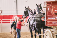 Petes Equine Photography of the draft horse hitch and mini horse competitions at the 2024 Ancaster Fair.