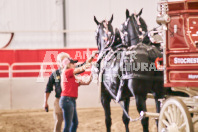 Petes Equine Photography of the draft horse hitch and mini horse competitions at the 2024 Ancaster Fair.