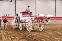 Petes Equine Photography of the draft horse hitch and mini horse competitions at the 2024 Ancaster Fair.