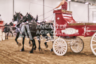 Petes Equine Photography of the draft horse hitch and mini horse competitions at the 2024 Ancaster Fair.