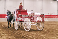 Petes Equine Photography of the draft horse hitch and mini horse competitions at the 2024 Ancaster Fair.