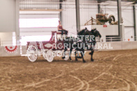 Petes Equine Photography of the draft horse hitch and mini horse competitions at the 2024 Ancaster Fair.