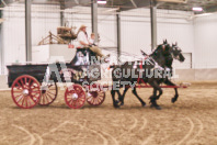 Petes Equine Photography of the draft horse hitch and mini horse competitions at the 2024 Ancaster Fair.