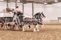 Petes Equine Photography of the draft horse hitch and mini horse competitions at the 2024 Ancaster Fair.