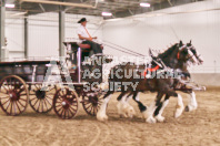 Petes Equine Photography of the draft horse hitch and mini horse competitions at the 2024 Ancaster Fair.