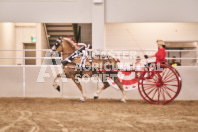 Petes Equine Photography of the draft horse hitch and mini horse competitions at the 2024 Ancaster Fair.