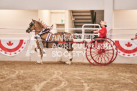 Petes Equine Photography of the draft horse hitch and mini horse competitions at the 2024 Ancaster Fair.