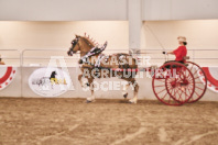 Petes Equine Photography of the draft horse hitch and mini horse competitions at the 2024 Ancaster Fair.