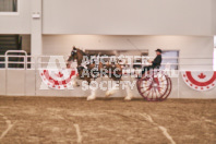 Petes Equine Photography of the draft horse hitch and mini horse competitions at the 2024 Ancaster Fair.