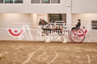 Petes Equine Photography of the draft horse hitch and mini horse competitions at the 2024 Ancaster Fair.