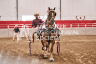 Petes Equine Photography of the draft horse hitch and mini horse competitions at the 2024 Ancaster Fair.