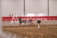 Petes Equine Photography of the draft horse hitch and mini horse competitions at the 2024 Ancaster Fair.