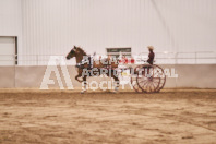 Petes Equine Photography of the draft horse hitch and mini horse competitions at the 2024 Ancaster Fair.