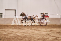 Petes Equine Photography of the draft horse hitch and mini horse competitions at the 2024 Ancaster Fair.