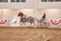 Petes Equine Photography of the draft horse hitch and mini horse competitions at the 2024 Ancaster Fair.