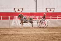 Petes Equine Photography of the draft horse hitch and mini horse competitions at the 2024 Ancaster Fair.