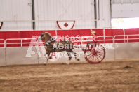 Petes Equine Photography of the draft horse hitch and mini horse competitions at the 2024 Ancaster Fair.