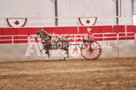 Petes Equine Photography of the draft horse hitch and mini horse competitions at the 2024 Ancaster Fair.